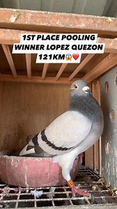 NAKAKUROT NA ULI SA POOLING RANK 1,2,3 😱❤️ 1ST PLACE POOLING WINNER LOOEZ QUEZON 121KM🫶🏻 Disclaimer: No animals were harmed in this video #fbpost2025シ #paolofttv #kalapatidsfeeds #kalapatidsph #kalapatids #tolomeprobiotics #trend #pigeonfanciers #pigeonracing #vlog | Pao Loft