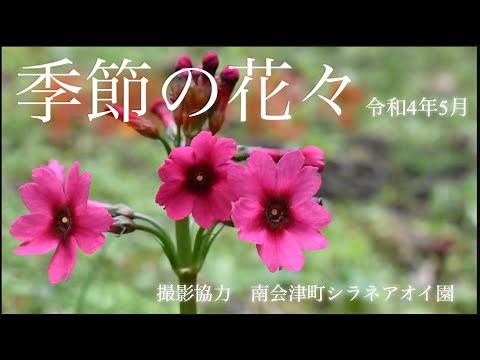 【季節の花々】5月 山野草全26種 クリンソウ クマガイソウなど希少な花々を紹介