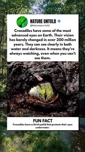 The 200 million year old predator eye
