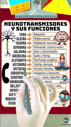 Neurotransmisores y sus funciones.