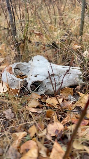 49K views · 32 reactions | I found this deer skull while still...