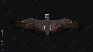Snake Eagle with Caught Serpent - Flying Loop - Top View - Realistic 3D animation isolated on transparent background with alpha channel