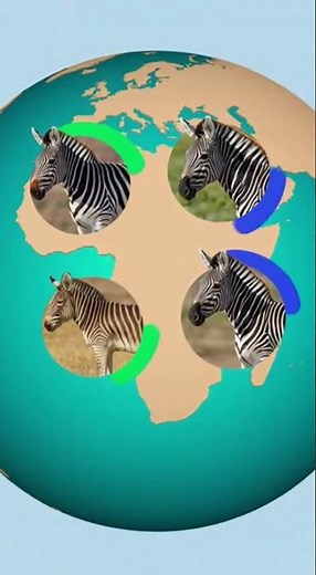 🤯 Not All Zebras Look the Same! Comparing EVERY Zebra Species & Subspecies