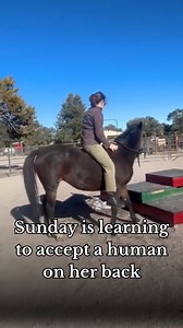 Sunday is learning to accept a human on her back. We always introduce this bareback for safety. #imagineahorse #trickhorse #horsetrainer #horsetrainingtips #pedestalplan #beanbag #libertytraining | Imagine A Horse