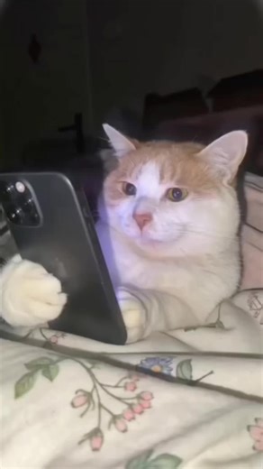 Funny Cats Compilation That Will Make You Laugh