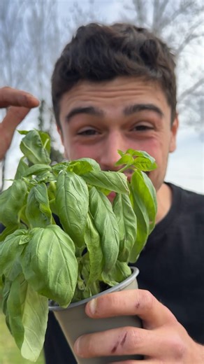 Goran le permaculteur on Instagram: "Aujourd’hui je t’explique comment enfin conserver le basilic du commerce.  #basilic #basil #potager #potagerbio #jardin #jardinage #perma #permaculture #astuce #tuto"