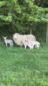 100K views · 1.7K reactions | Has she pinched it? Lambing is still going on here. Fresh set of twins this morning. NC Cheviot mother and Fronterra father. Very possible she now has three lambs though  | The Sheep Game | Facebook