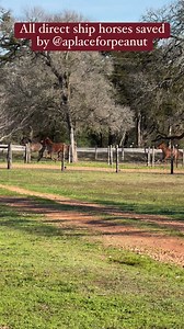 #adoptdontshop #dressage #showjumping #showtime #mustang #belgiandrafthorse #loved #safe | A Place for Peanut, Inc.