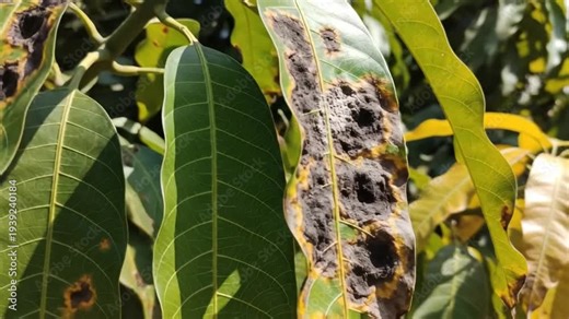Close-up of mango tree leaves affected by anthracnose, a common fungal disease causing black spots
