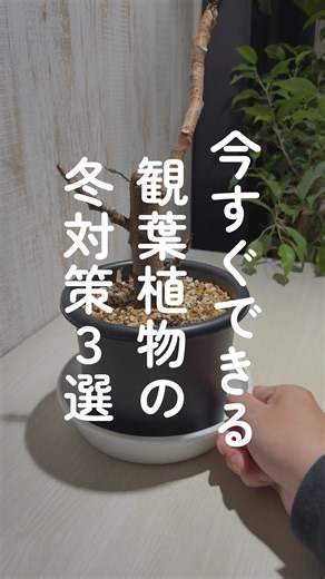 くりと｜観葉植物のことを分かりやすく発信 on Instagram: "観葉植物の冬越し前にやるべきこと！ 「なんでウチに来た子はすぐ枯れるの...」って感じたことがある方も多いのではないでしょうか！とくにコレからの12月から2月は気温も低く日照も短いため注意が必要です！ ぜひできるところからやってみてください！ ①活力剤あげる →「冷えてきたら肥料をやめて、水をそのまま与えてます」って方はぜひ活力剤を混ぜて与えてください！寒さに対する抵抗力を高め植物自体を強く保つことができます！ ②光と温度を意識する！ 明るくても寒い→弱る 暖かくて暗い→徒長する 寒くて暗い→めちゃめちゃ弱る だからこそ昼間の暖かい時間はなるべく太陽の光を浴びてもらうこと。もちろん植物ごとに耐寒性はあるものの光合成の役割は同じ。毎日しっかり生きるためのエネルギーを作ってもらう。ここが大切！ ③＠kuritojpをフォローする とくに初めて植物をお迎えした...！って方はとくにおすすめです！ —————————————— 観葉植物について分かりやすく発信中！ 質問あればお気軽に！他の投稿は→@kuritojp から 