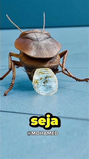 por que algumas baratas sobrevivem ao veneno… #shortsfeed #curiosidades #curiosidade