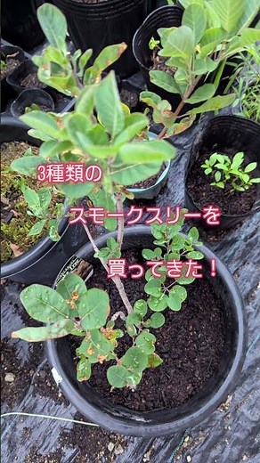 3種類のスモークツリー