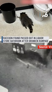 A raccoon broke into a closed Virginia liquor store and drank alcohol from the bottom shelves over the weekend. #Raccoon #Virginia #LiquorStore #AnimalNews | NBC 6