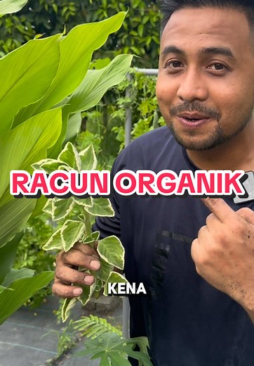 Racun Organik yang Mudah Dibuat di Rumah