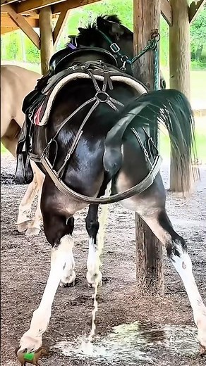 Horses have the loudest farts I’ve ever seen 🐎🤣🤪#horse #horses #funnyvideo #funny #funnyanimals