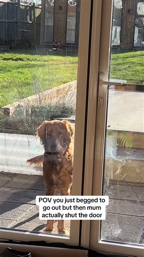 What’s she playing at? 🤷🏼‍♀️ #goldenirish #goldenretriever