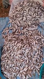 ប្រជារាស្ត្រខ្មែរកំពុងតែកាត់ត្រីចង្វារដើម្បីធ្វើប្រហុកនៅភូមិពាមជំនីក ឃុំកំពង់ហ្លួង ស្រុកពញាឮ ខេត្តកណ្ដាល ។ កន្លែងនោះត្រូវបានគេហៅថា 8 ឆោម - Cambodians are preparing fish for fermentation #followers #fypシ゚viral #fishing #fishinglife #foodvlog #YummyFood #Cambodia #foodlovers #amazingvideo #foodlover #cambodianfood #khmerfood | KhornPark88