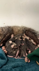 The mom energy around here is off the charts! ✨ We’re currently caring for a whole squad of nursing opossum mamas, each with a bundle (or ten) of joeys clinging tight. These marsupial moms do it all…carry, feed, protect, and never complain (well… maybe a hiss here and there). Many come to us after being hit by cars or found injured, and rescuing them means saving not just the mother, but every baby relying on her. 💔 If you ever find an opossum, especially one who appears hurt, check for babies 