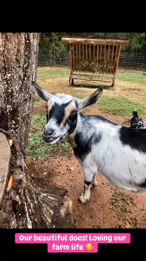 Please follow and share our page! 💓 | Tasker Tails Farm