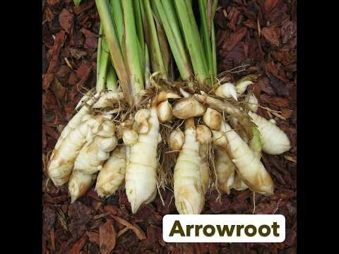 Arrowroot: The Gentle Healer Hidden in Plain Sight