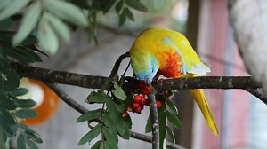 1.1K views · 187 reactions | Grass Parakeets neophema sweden on Reels | Facebook