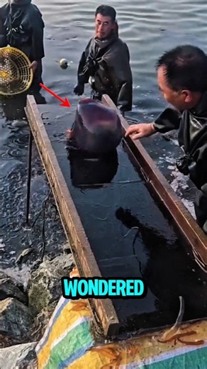 How Are Jellyfish Sorted After Being Caught? 🪼😱