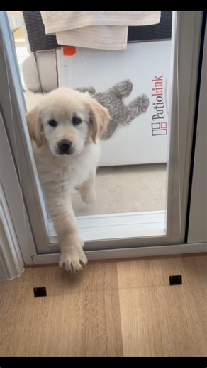 XL white Patiolink pet door insert #patiolink #petdoor #dog #labrador