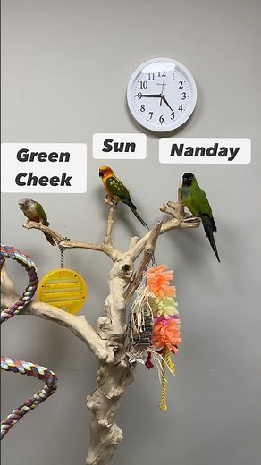 Difference Between CONURES Green Cheek, Sun, and Nanday #conure