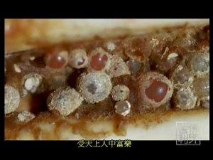 佛牙再現．應縣木塔