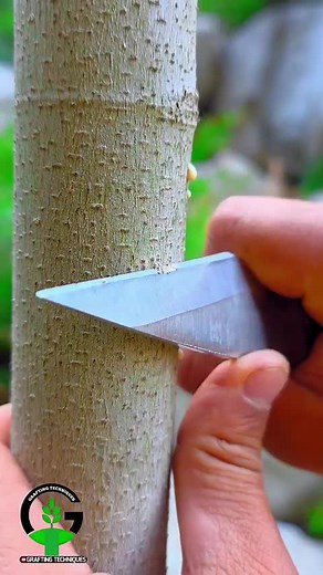 Effective Fig Plant Grafting Techniques