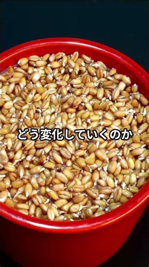 【ついに開花】アボカド太郎丸の花が咲き始めた！9年目の変化に感動🌸2026年4月7日202604071