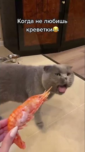 Cat Funny Vomiting Best Viral Video