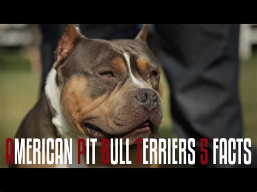 American pit bull terriers - 5 facts you should know
