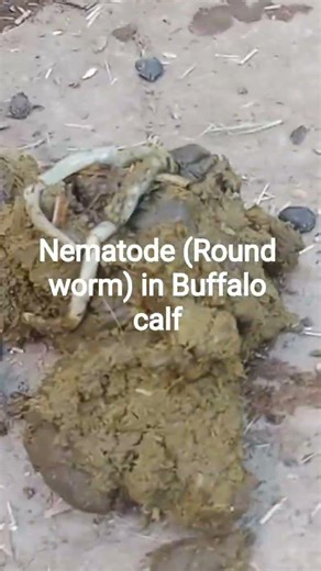 Round worm (Nematode) expelled in feces by buffalo calf