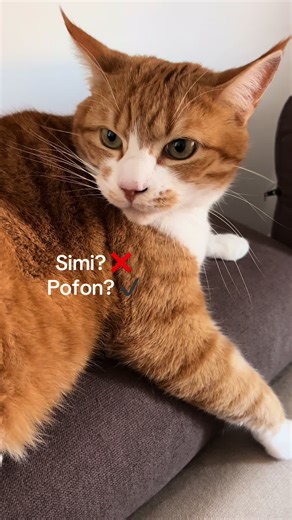 Szeretet? Nem, ma harci mód van bekapcsolva 😼#foryoupage❤️❤️ #cica #cutecatsoftiktok #macska #catsoftiktok @Rita Hamburger