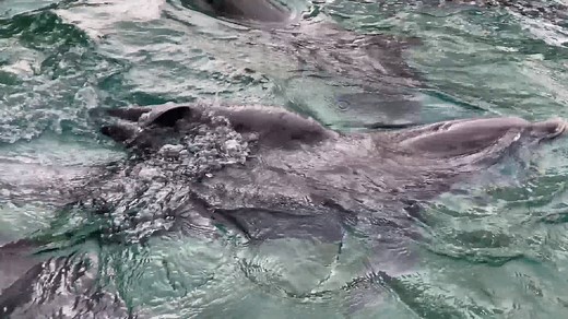 SO CUTE 😍🐬 The dolphin family at SeaWorld Orlando just got bigger! A baby dolphin was just born to first-time mama Bree at the theme park's dolphin nursery. STORY: https://bit.ly/33FouXD | FOX 35 Orlando