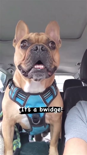 Frenchie is excited to visit grandma 🐶😁 #dog #funny #guilly #bulldog #frenchie #frenchbulldog