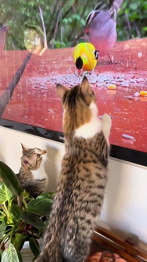 Happy Cats Love New Flapping Bird Toy! #CatMomLife