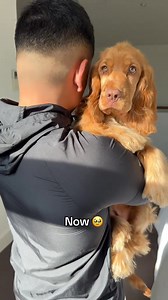 142K views · 6.9K reactions | Please JOIN Life with Cocker Spaniel! Then vs Now… I’m sobbing ♥️ What is your cocker spaniel name..?樂 #cockerspaniel #cockerspaniels #cockerspaniellove #cockerspanielpuppy #cockerspanielworld #cockerspanielcuties #cockerspanielmoments | Cocker Spaniel World | Facebook