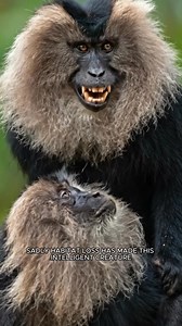 🦁 The Monkey With a Lion’s Mane | Meet the Lion-Tailed Macaque 😲 #liontailedmacaque #rareanimals #WildlifeFacts #endangeredspecies #IncredibleAnimals #animalworld | Animal World