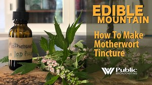 1.2K views · 25 reactions | Motherwort’s name is derived from the...