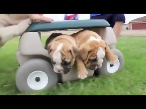 Cute English Bulldog Puppies Playing