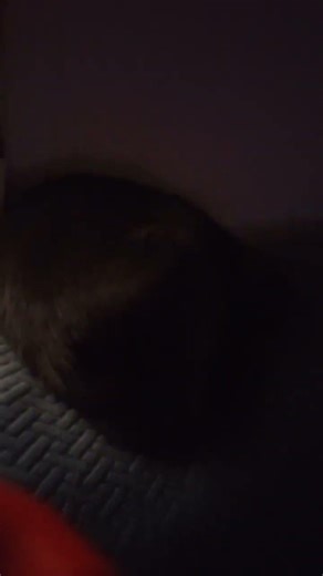 Mia gatas sorry por si no se ve bien pero hay tres