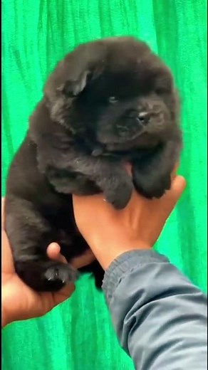 🖤 Black Chow Chow Male For Sale | Pure Breed | Super Fluffy @petzz_world