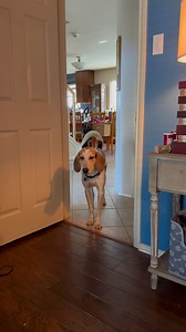 INCOMING HOUND ALERT! MEET MOOSE! AUSTIN TX Looking for a gorgeous lovebug with the most amazing hound ears that gets along with cats and dogs?! Have we got the dog for you! Moose came to us from a shelter near the border. He appears to be a bluetick coonhound mix and is approximately 1.5 years old and 48 pounds. He has blue ticking and a slightly fluffy coat that is so nice to pet! Moose is the kind of dog that makes you stop and stare because he is so handsome. But he is just as sweet as he is