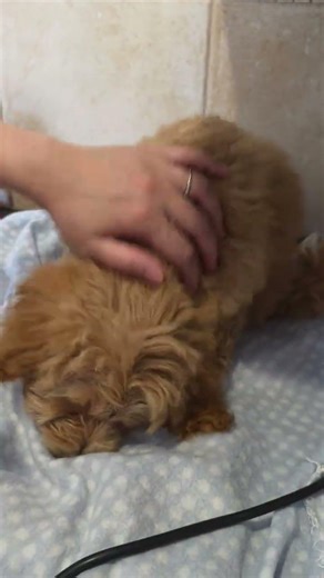 Bath time #puppy #dogs