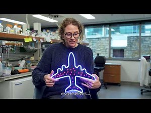 What is TN-seq? How Stowers researchers used this approach in deadly fungal infection study