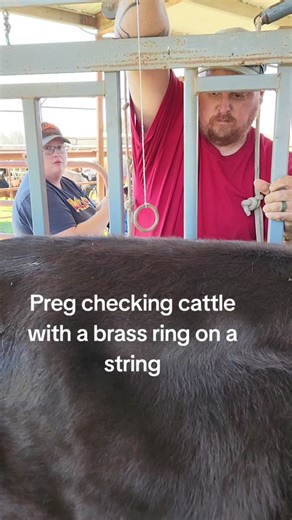 Preg Checking Cattle: A Visual Guide to Cow Pregnancy Testing