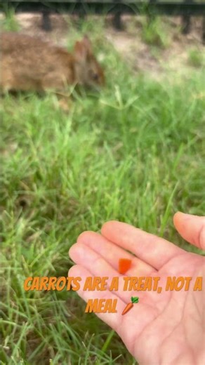 Meet Chip, a wild bunny who visits my yard 🐰#bunny