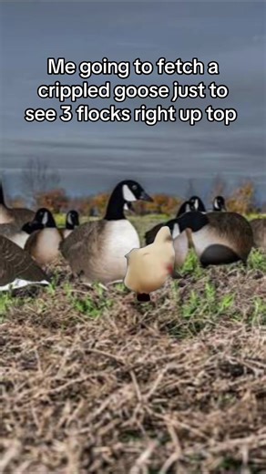This happens to the best of us! #waterfowl #goose #hunting #duck #decoys